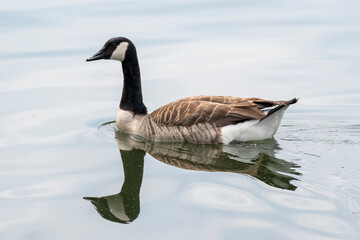 Kanadagans (Branta canadensis) auf dem Baldenysee, Essen, Ruhrgebiet, Nordrhein-Westfalen, Deutschland, Europa