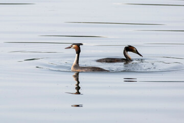 Zwei Haubentaucher (Podiceps cristatus) auf dem Baldenysee, Essen, Ruhrgebiet, Nordrhein-Westfalen, Deutschland, Europa