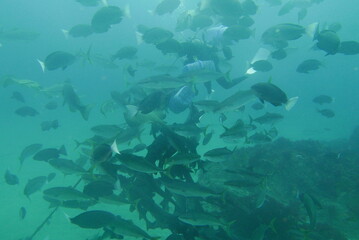 Shark Scramble only 2 hours away from TOKYO. World famous shark scuba diving in ITO, Chiba Japan.