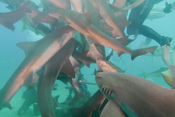 Shark Scramble only 2 hours away from TOKYO. World famous shark scuba diving in ITO, Chiba Japan.