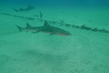 Shark Scramble only 2 hours away from TOKYO. World famous shark scuba diving in ITO, Chiba Japan.