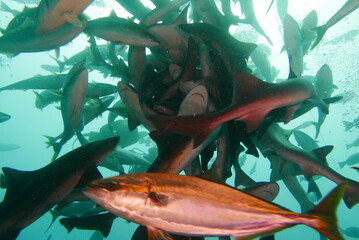 Shark Scramble only 2 hours away from TOKYO. World famous shark scuba diving in ITO, Chiba Japan.