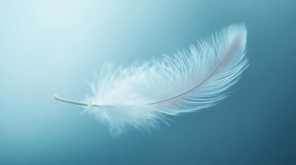 Obraz premium Delicate white feather floating on soft blue background