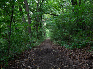 footpath in the woods