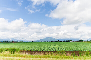 Fototapeta premium Lush green Blue Berry farms with cloud covered mountains in the background in Chilliwack, Fraser Valley, BC, Canada