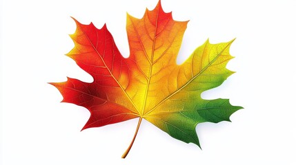 Fototapeta premium Brightly colored maple leaf featuring a gradient of red, yellow, and green set against a pristine white backdrop in vector illustration.