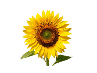 Obraz premium sunflower isolated on white background. transparent background