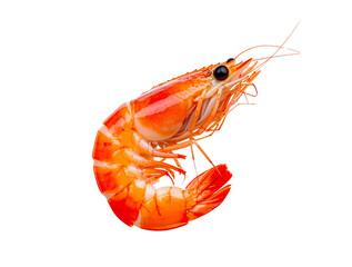 shrimp with transparent background