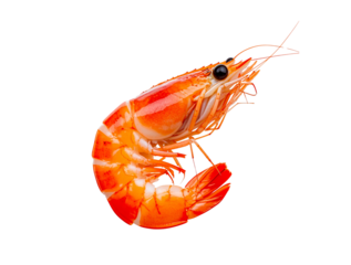 shrimp with transparent background