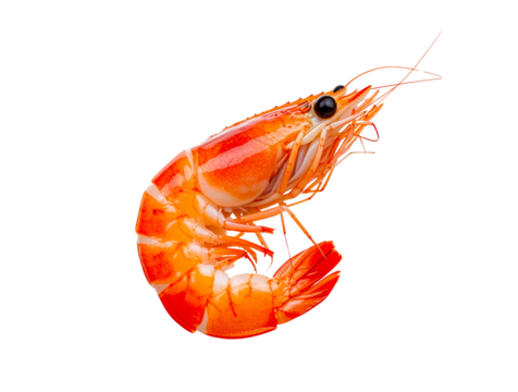 shrimp with transparent background