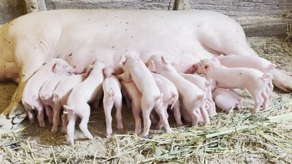 little piglets drink from their mother's teat