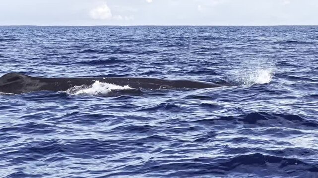 A majestic sperm whale surfaces from the deep blue sea blowing air and showing its dorsal fin.