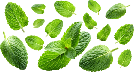 Mint leaves flying in air isolated