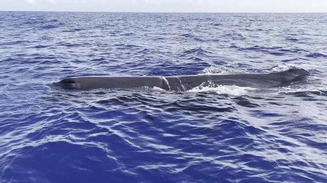 A gigantic sperm whale rests at the ocean's surface and spits out a huge mist in the air.