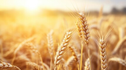 Obraz premium Wheat fields bask in warm sunlight, creating a golden landscape filled with ripe grain ready for harvest