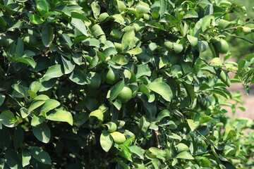 ripening green lemons on the tree