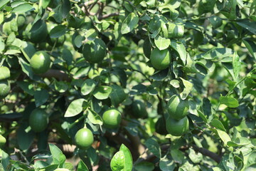 ripening green lemons on the tree