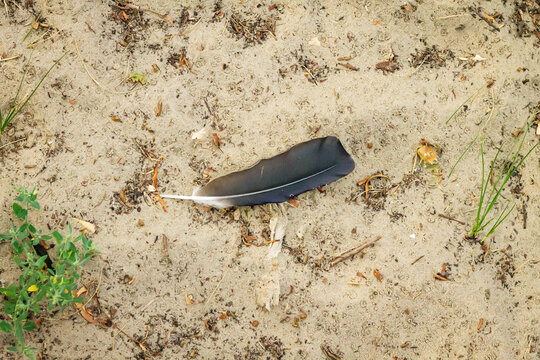 Color horizontal photo, a feather of a black crow lies on the yellow sand in the forest, sunny day near the shore, natural landscape in the morning light.