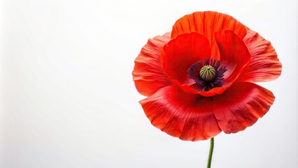 nature, white background, poppy field, red, botany, vibrant, bright, spring, herbal, bloom, isolated, summer, flora,poppy, bright red poppy flower isolated on white High Angle