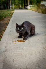 Color vertical photo, a homeless black fluffy cat looks at the camera and is afraid to eat food, on the background of a concrete pedestrian sidewalk, a city landscape.