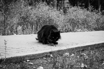 Black and white horizontal photo, a homeless black cat is eating, against the background of a concrete pedestrian sidewalk, urban landscape.