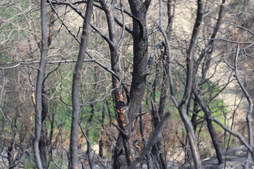 Fototapeta premium burnt trees in a fire in the forest