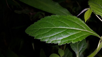 Beautiful forest plant leaves background. Night shot.