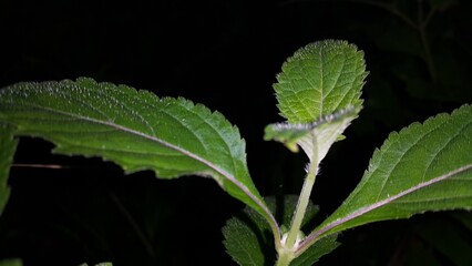Beautiful forest plant leaves background. Night shot.