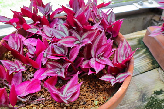 セブリナ✿シマムラサキツユクサ ゼブリナとは｜ヤサシイエンゲイ