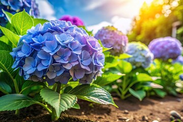 Obraz premium A close up photograph of a Hydrangea plant ready to be planted in a backyard garden captured from a worm s eye view, soil, horticulture, nature, flowers, gardening tools