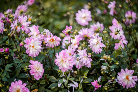 Dalias Dalia Luca Joanna in the Garden