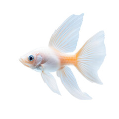 A beautiful white goldfish swimming gracefully in clear water, showcasing its vibrant fins and elegant movements.