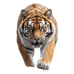 Fototapeta premium A majestic tiger prowls forward, showcasing its striking orange coat and intense gaze, a symbol of strength and beauty.