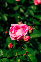 pink climbing rose bush close-up in botanical garden, rose background