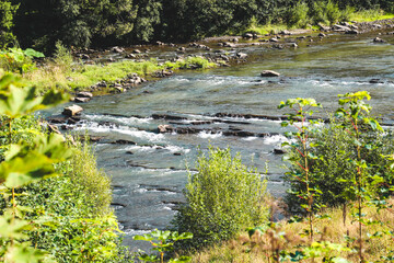 A mountain river with rapids flows down among green bushes and forest