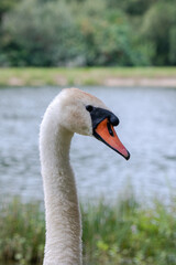 Obraz premium Close up view on white swan near a lake