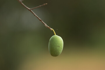 Olive fruit on tree branch in organic agricultural orchard