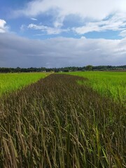 Obraz premium green field and blue sky
