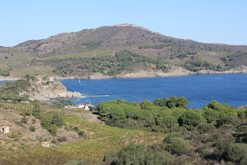 Vignobles, Banyuls sur mer