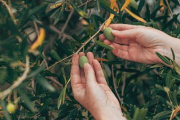 Farmer examining unripe olive in organic fruit orchard