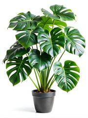 Monstera indoor plant in terracotta pots. Isolated on White background, Clipping path