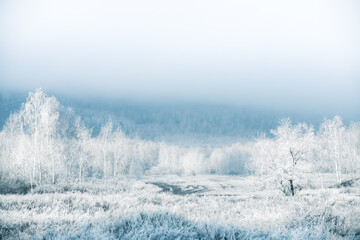 Frost-covered trees in winter forest at foggy sunrise. Beautiful winter landscape.