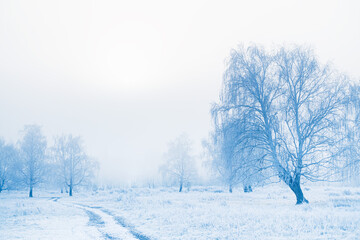 Frost-covered trees and grass in winter forest at foggy sunrise. Beautiful winter landscape