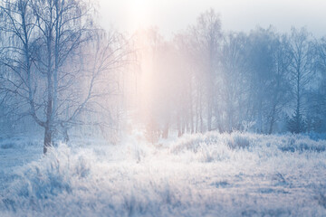 Frost-covered trees and grass in winter forest at foggy sunrise.
