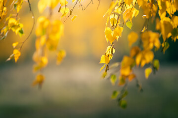 Fototapeta premium Yellow leaves on the tree in autumn forest at sunset.Beautiful autumn nature background