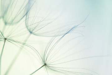 White dandelion in a forest at sunset. Macro image. Abstract summer nature background