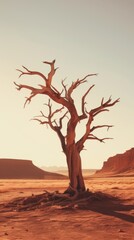 Dead tree in desert outdoors nature plant.