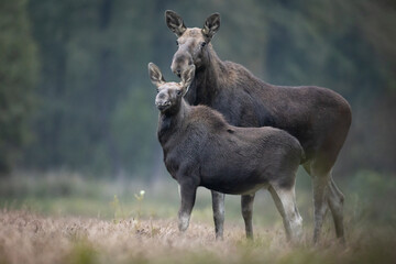 Mammals female Elk Moose ( Alces alces ) with cub North part of Poland, Europe