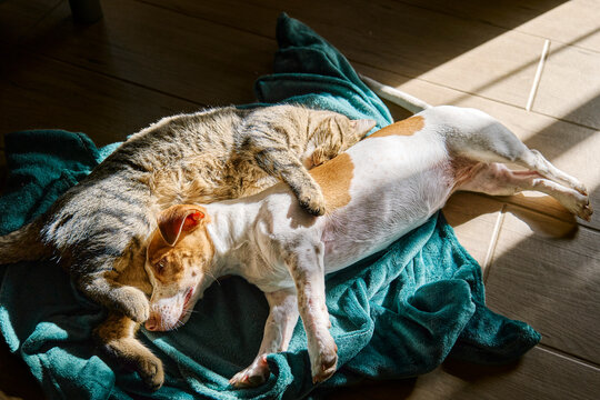 Dog and cat lying together on mat