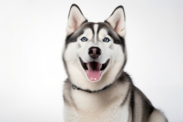 Fototapeta premium Mammal animal husky pet.